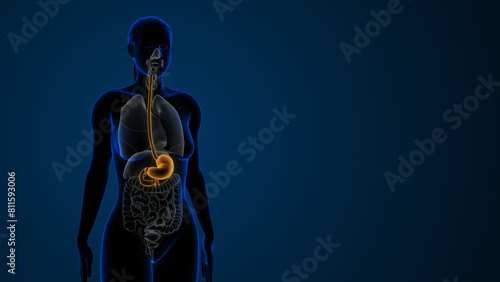 Highlighted stomach in the Female digestive system