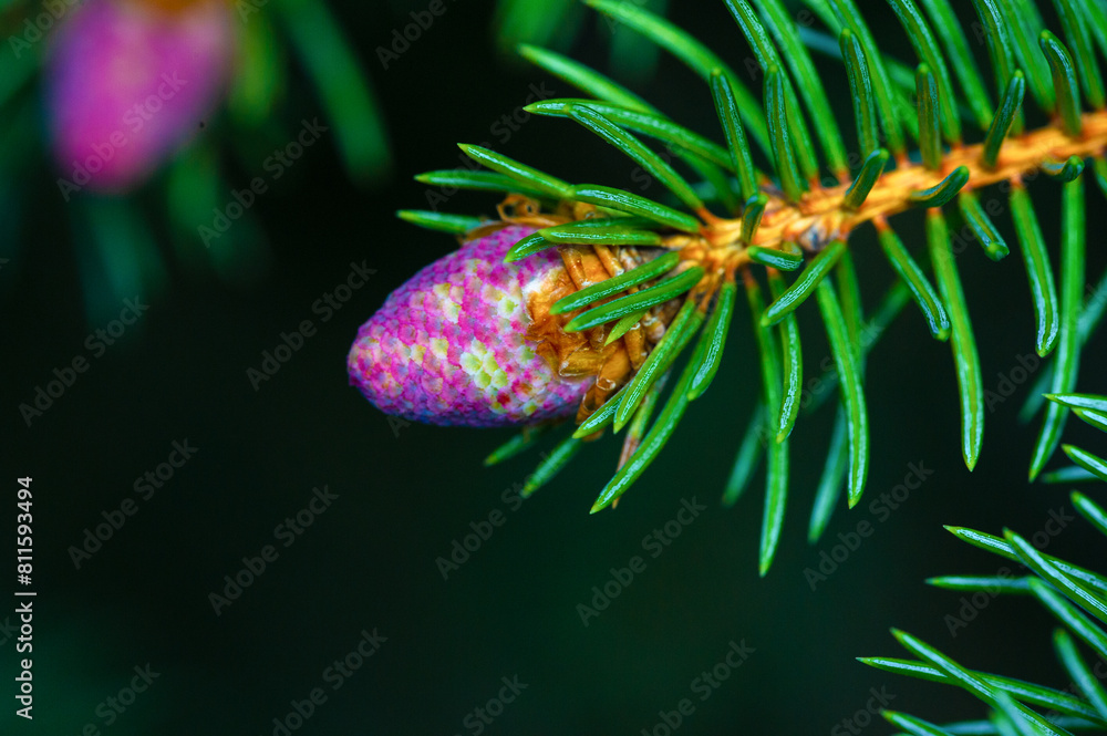 Beautiful close-up shots of pink pine cones. Captures the artistry of nature in the spring season. Serene and calming images that add a touch of nature to the space.