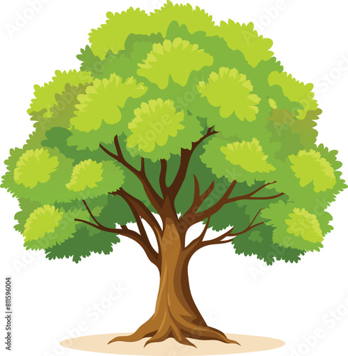 Elm Tree Botanical vector art, elm tree illustration