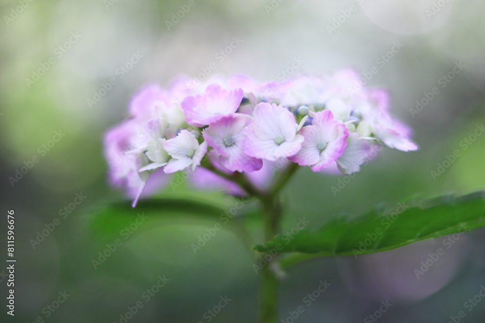 梅雨の晴れ間に咲く紫陽花 梅雨の晴れ間に咲く紫陽花