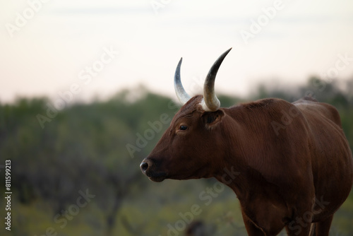 Red Longhorn Cow in Green Field