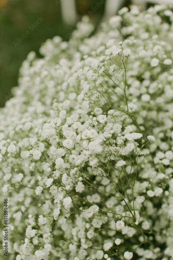 delicate baby's breath flowers and lush greens delicate baby's breath flowers and lush greens