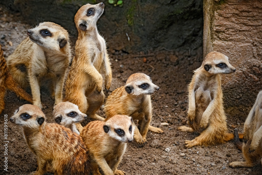 A Group Of Meerkat, Mammal, Animal A Group Of Meerkat, Mammal, Animal