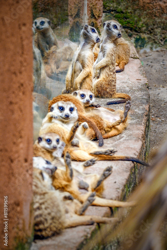 A Group Of Meerkat  Mammal  Animal