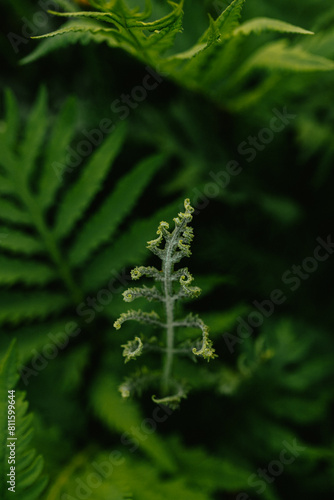 Spring fern growing up in forest