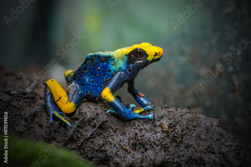 Dart frog dendrobates tinctorius azureus