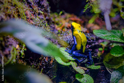 Dart frog dendrobates tinctorius azureus © Cavan