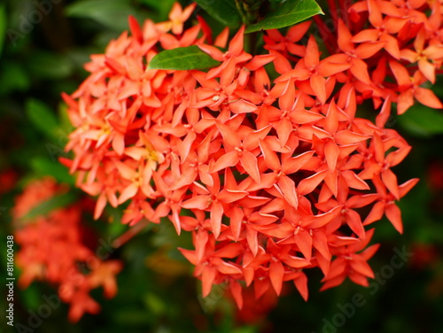 Small orange flowers on the tree