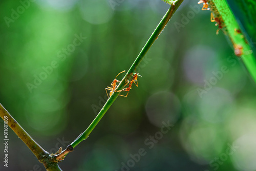 Close-up of weaver ants climbing on branch photo