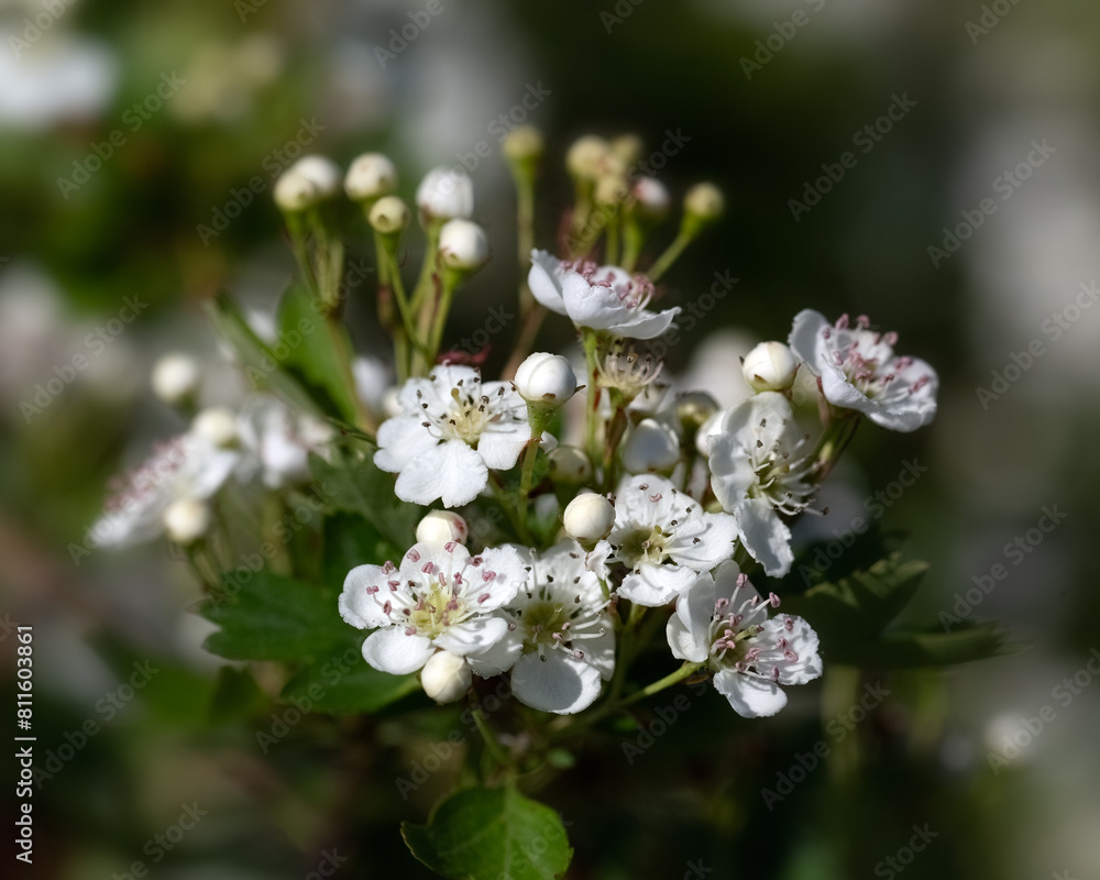 Closeup of flowers of Hawthorn (Crataegus monogyna) in hedgerow in spring Closeup of flowers of Hawthorn (Crataegus monogyna) in hedgerow in spring
