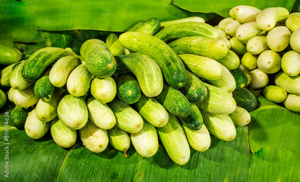 Agriculture produced Fresh Juicy Cucumber in the market Agriculture produced Fresh Juicy Cucumber in the market