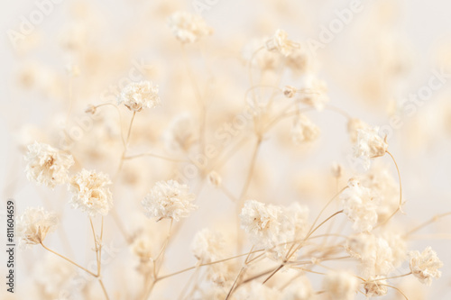 Delve into the nostalgic beauty of a Gypsophila flower in vintage style, presented in exquisite macro detail against a light background