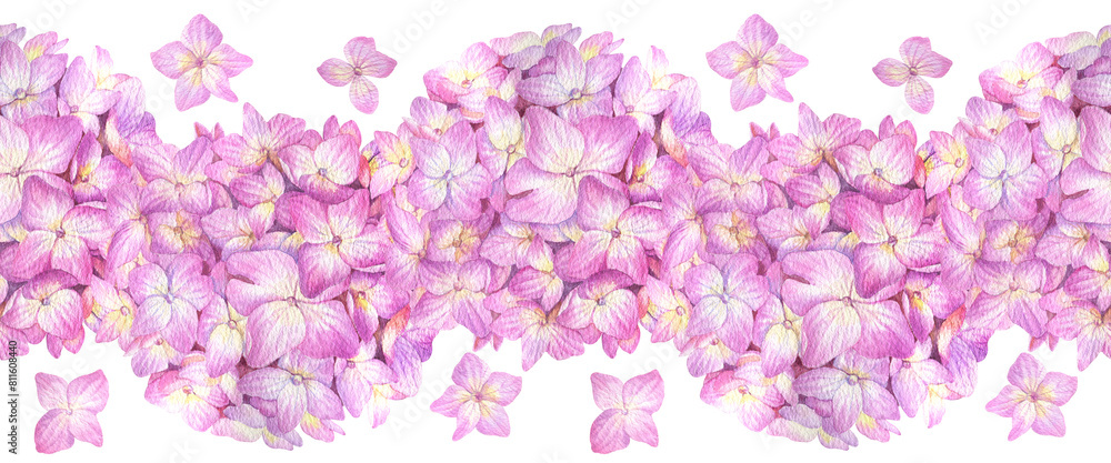 Obraz premium Seamless border with pink hydrangea on a white background. Watercolor illustration of summer flowers in botanical style