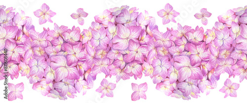 Seamless border with pink hydrangea on a white background. Watercolor illustration of summer flowers in botanical style