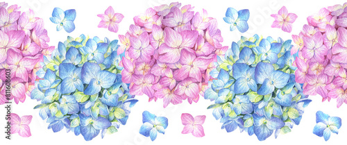 Seamless border with blue and pink hydrangea on a white background. Watercolor illustration of summer flowers in botanical style.