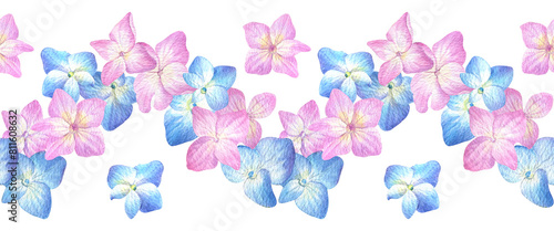 Seamless border with blue and pink hydrangea on a white background. Watercolor illustration of summer flowers in botanical style