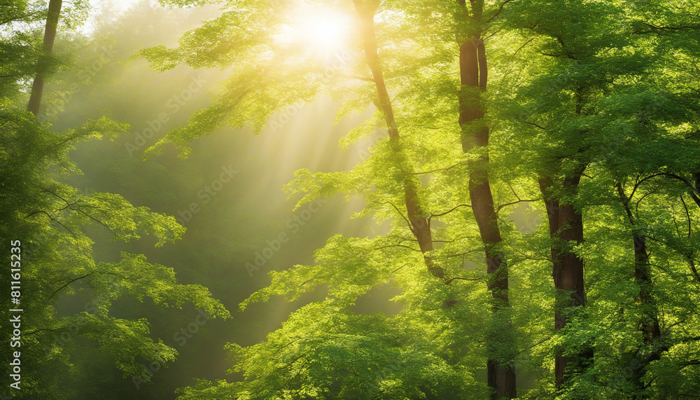 Obraz premium Fresh light shining through the trees and leaves, peaceful nature panorama 