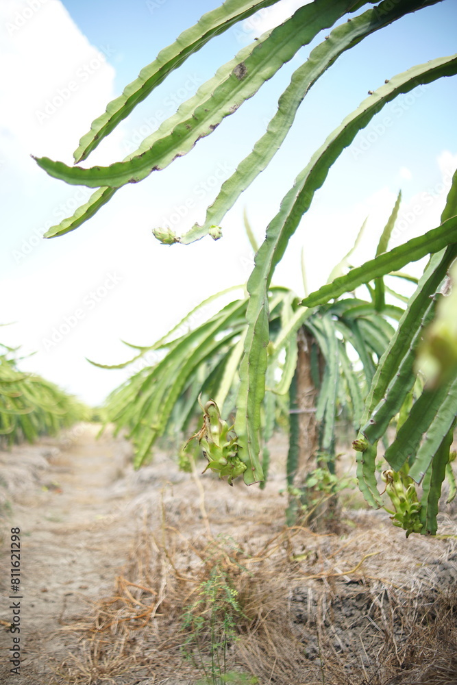 Dragon Fruit fields in Chau Thanh, Long An, Vietnam Dragon Fruit fields in Chau Thanh, Long An, Vietnam