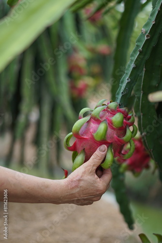 Dragon fruit plantation in Chau Thanh, Long An Vietnam