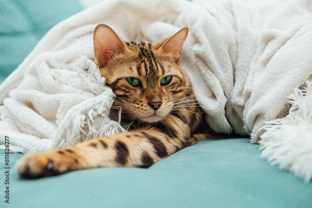 Bengal kitty cat laying under the white fury blanket indoors