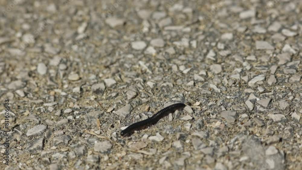 Centipede on asphalt - Archispirostreptus syriacus - walking in the park Centipede on asphalt - Archispirostreptus syriacus - walking in the park