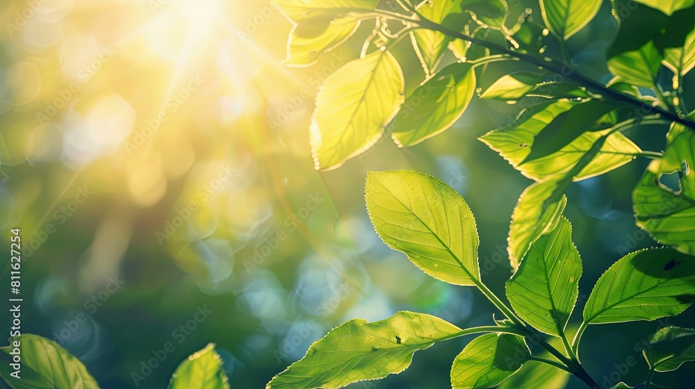 Green leaves with sunbeams in the morning. Nature background. Green leaves with sunbeams in the morning. Nature background.