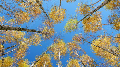 Yellow wood in scenic scenery. Autumn trees with orange tops against blue sky. Low angle view.