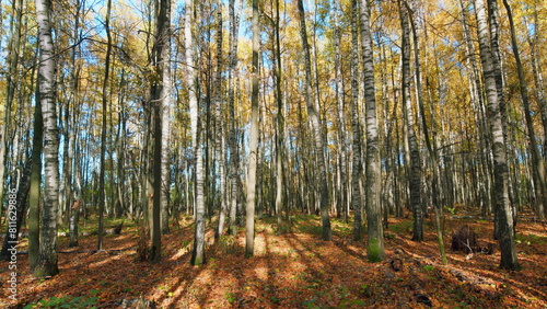 Autumn leaves. Forest dry falling leaves. Sun rays through tree trunks. Pan. © artifex.orlova
