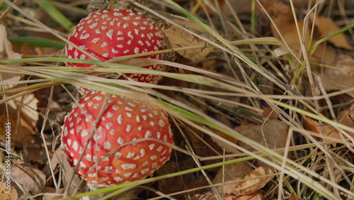 Poisonous mushroom. Fly agarics grow in grass. Amanita muscaria specie. Grassy floor. Close up. photo