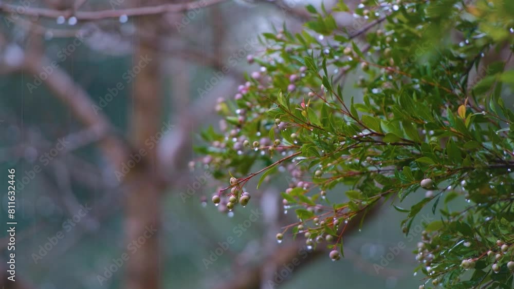 Rain drops falling on leaves. Raining in forest. Shower droplets raining onto tree branches. Rain drops falling on leaves. Raining in forest. Shower droplets raining onto tree branches.