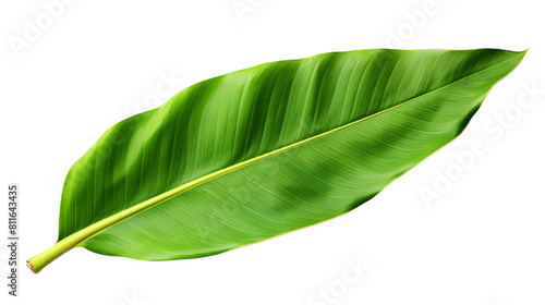 Isolated Tropical Banana Tree Leaf on Transparent Background.