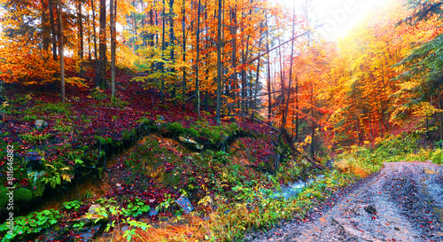river in forest, picturesque autumn scenery, fantastic early morning in the forest	