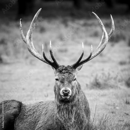 Red deer stag with antlers black and white photo