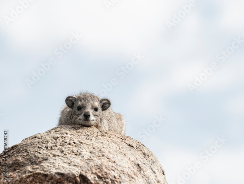 A cute look hyrax keeps a vigilent eye on the photographer and p photo