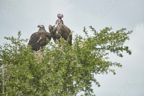 A couple of vultures perches a top a tall tree on the lookout fo photo