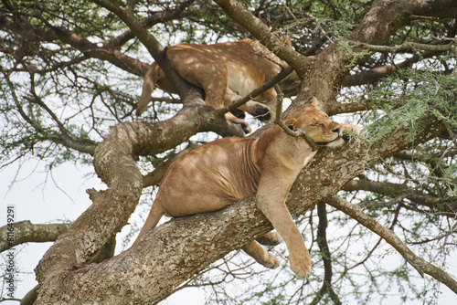 Two lions beat the heat of the day by napping in a tall tree. photo