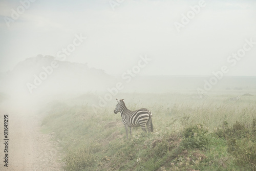 A zebra stands solitary against the dusty African plains photo