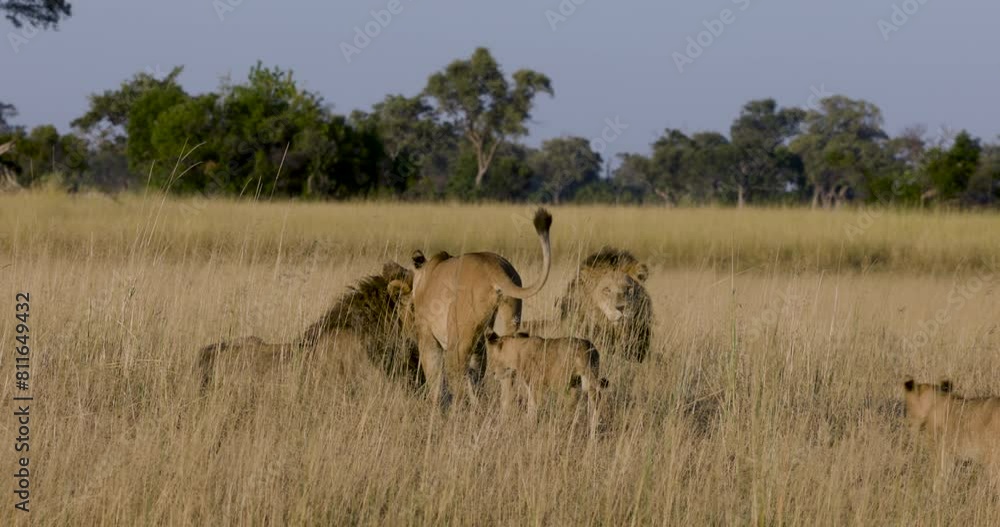 Close-up. Young cubs interacting with male lions in the African bush Close-up. Young cubs interacting with male lions in the African bush