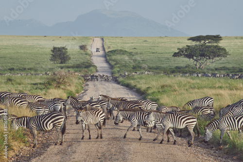 Wildebeest and zebra cross a small dirt track in the wide open e photo