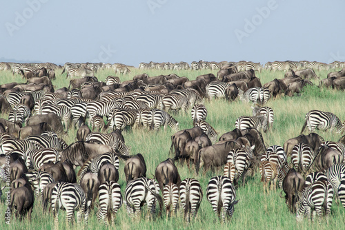 Thousands of zebra and wildebeest graze on the wide open plains photo