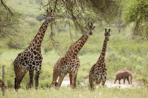 A bunch of giraffes take notice of the photographer, taking a br photo