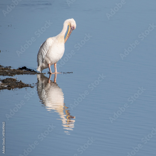 A large white birds takes in his own reflection in the still wat photo