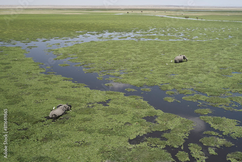 A herd of elephant meander across a swamp filled with green plan photo
