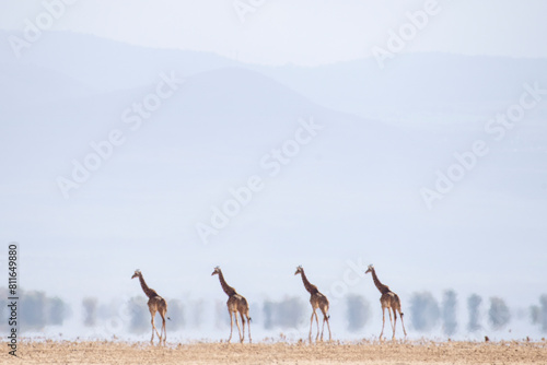 A group of giraffes seem like a mirage, distorted by the heat ri photo
