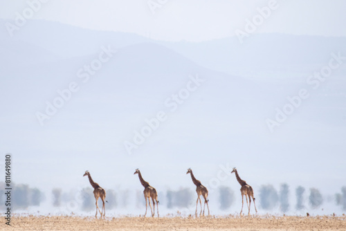 A group of giraffes seem like a mirage, distorted by the heat ri