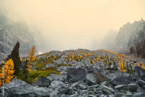 Larches show off their brilliant yellow needles in autumn in the photo