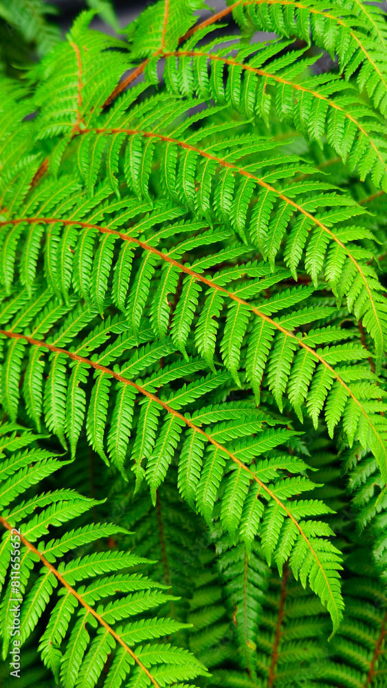Green leaf fern in the rainforest. Green leaf fern in the rainforest.