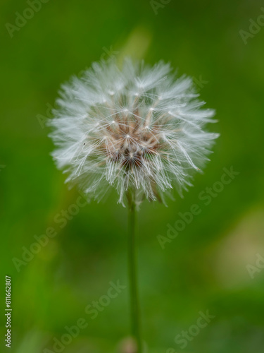 macro shot of a dandelion flower