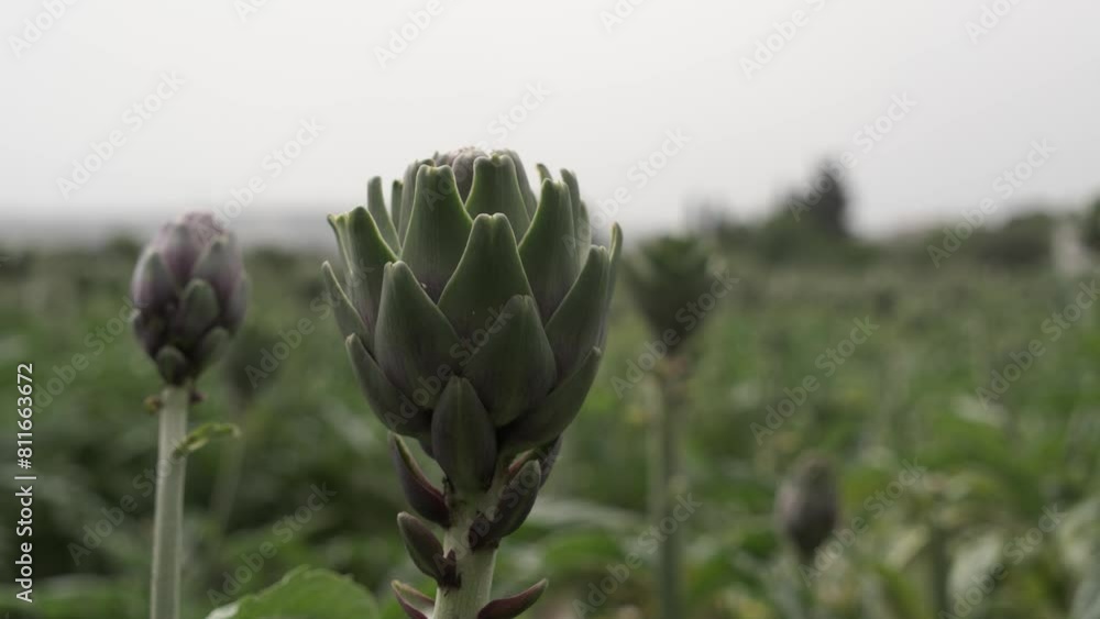 Artichokes growing in an agricultural field, healthy eating. High quality 4k footage Artichokes growing in an agricultural field, healthy eating. High quality 4k footage