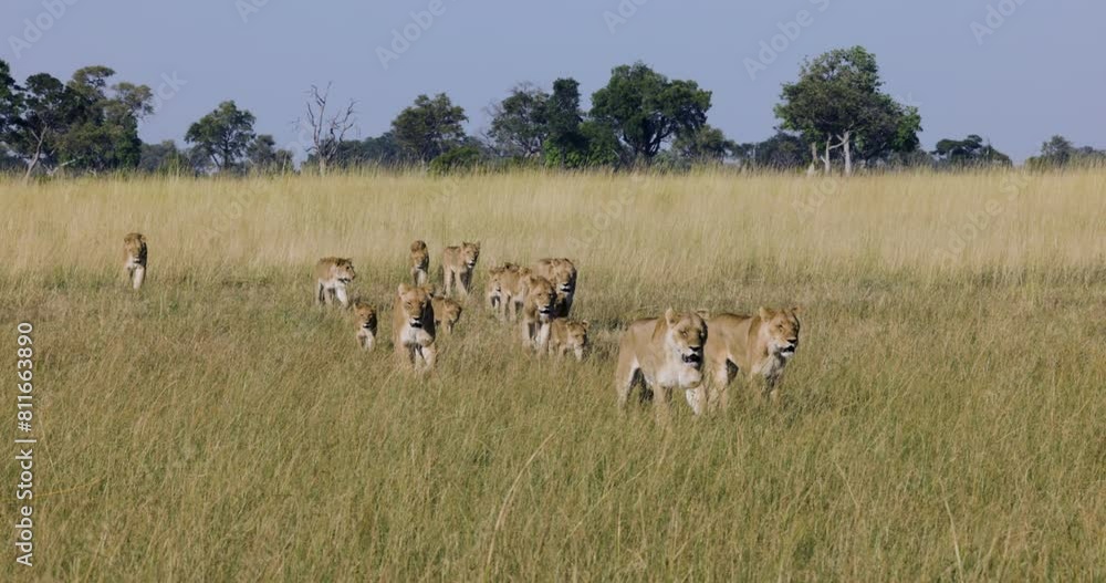 Close-up. Spectacular large group of lionesses with young cubs walking towards camera in the African bush Close-up. Spectacular large group of lionesses with young cubs walking towards camera in the African bush